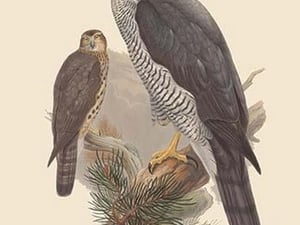 Astur Palumbarius - Goshawk by John Gould - Art Print