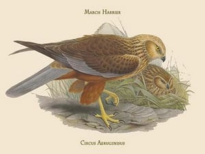 Circus Aeruginisus - March Harrier by John Gould - Art Print