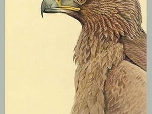 African Tawny Eagle by Louis Agassiz Fuertes - Art Print