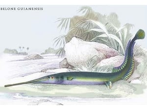 Belone Guianensis by Robert H. Schomburgk - Art Print