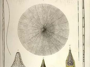 Aulacantha Scolymantha