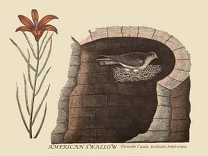 American Swallow by Mark Catesby #2 - Art Print