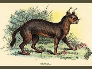 Caracal by Sir William Jardine - Art Print