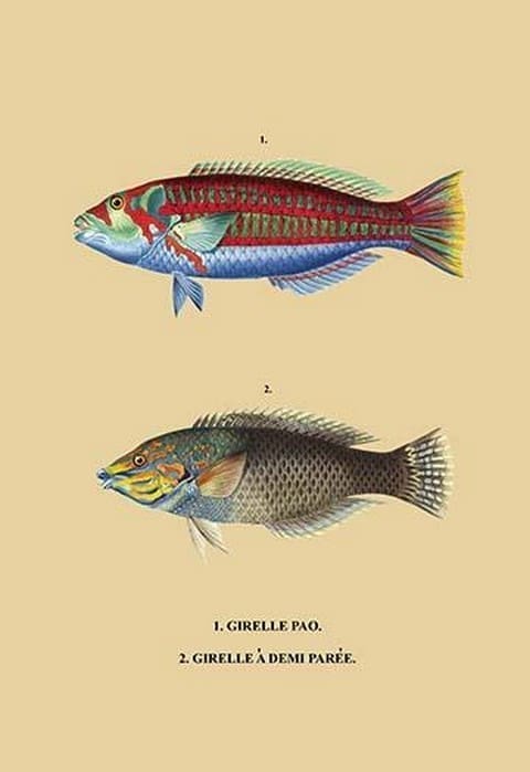 Girelle Pao et al. - Art Print
