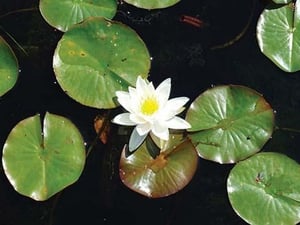 Water Lily by Jason Pierce - Art Print
