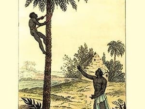 A Man Ascending a Palm Tree for Its Wine - Art Print