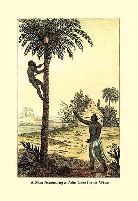 A Man Ascending a Palm Tree for Its Wine - Art Print
