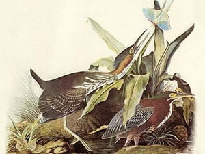 Green Heron by John James Audubon #2 - Art Print