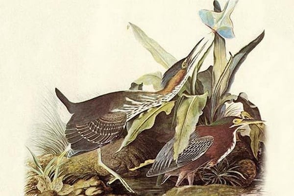Green Heron by John James Audubon #2 - Art Print