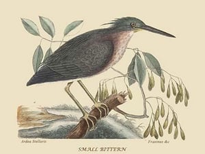 Small Bittern by Mark Catesby #2 - Art Print