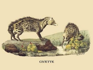 Civette by E. F. Noel - Art Print