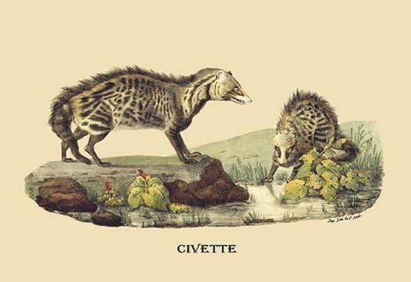 Civette by E. F. Noel - Art Print