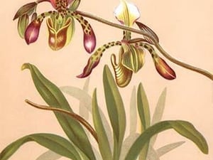 Cypripedium Haynaldianum; Paphiopedilium by H.G. Moon #2 - Art Print