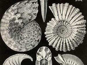 Ammonites by Ernst Haeckel - Art Print
