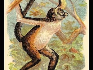 The Variegated Spider-Monkey by G.R. Waterhouse - Art Print