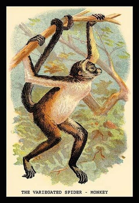 The Variegated Spider-Monkey by G.R. Waterhouse - Art Print
