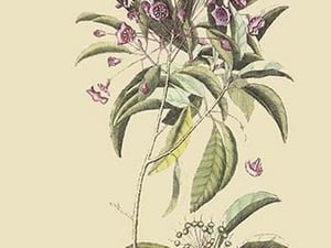 Chamedaphne Leatherleaf by Mark Catesby - Art Print