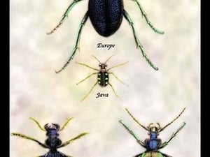Beetles of Java
