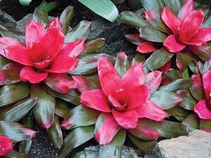 Flower Red Leaves by Jason Pierce - Art Print