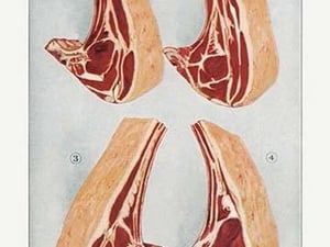 Beef: Ribs - Art Print