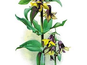 Fritallaria Discolor by H.G. Moon - Art Print