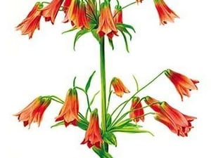 Lilium Grayi by H.G. Moon - Art Print