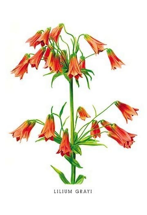 Lilium Grayi by H.G. Moon - Art Print