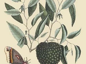 Sugar Apple & Carolina Moth by Mark Catesby #2 - Art Print