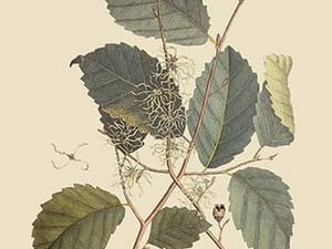 Centipede by Mark Catesby - Art Print
