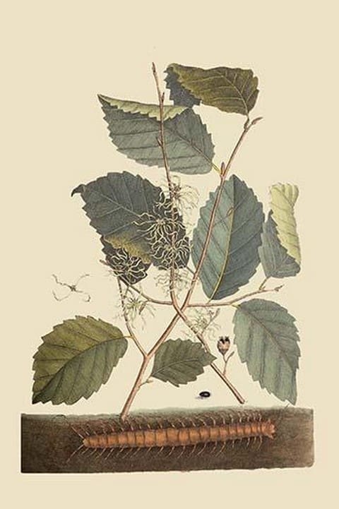 Centipede by Mark Catesby - Art Print