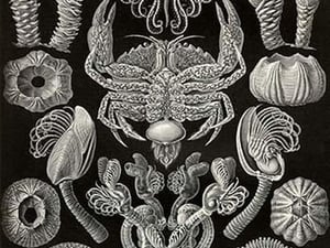 Barnacles by Ernst Haeckel - Art Print