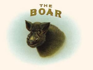 The Boar - Art Print