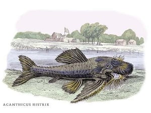 Acanticus Histrix by Robert H. Schomburgk - Art Print