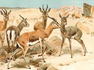Gazelles by Friedrich Wilhelm Kuhnert - Art Print