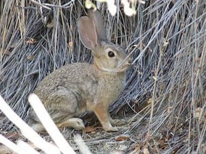 Desert Hare by Jason Pierce - Art Print