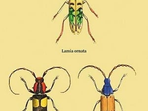Beetles: Lamia Ornata