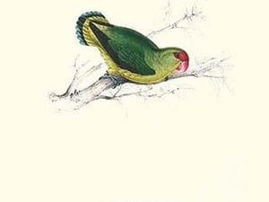 Abyssinian Parakeet - Agapornis Taranta by Edward Lear - Art Print