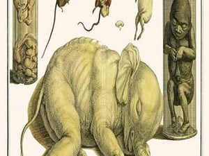 Asiatic Elephant