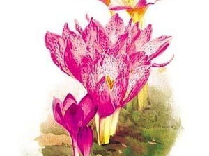 Colchicum Giganteum: C. Sibthorpii C. Bivonoe Superbum by H.G. Moon - Art Print