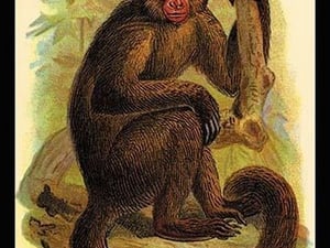 The Bonnetted Capuchin by G.R. Waterhouse - Art Print