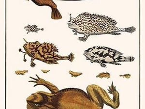 Toad