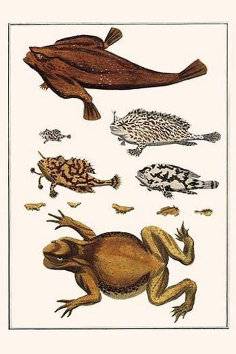Toad