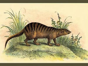 An Exotic Creature by Sir William Jardine - Art Print