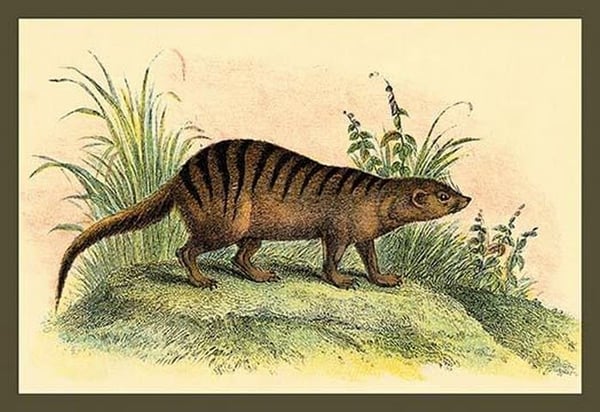 An Exotic Creature by Sir William Jardine - Art Print