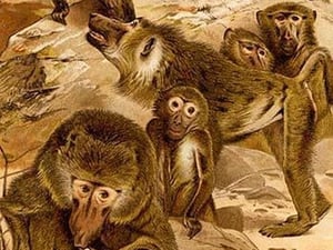 Baboon Family by Friedrich Wilhelm Kuhnert - Art Print