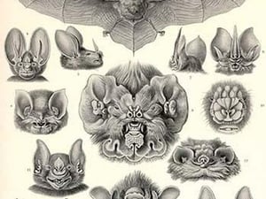 Bats by Ernst Haeckel - Art Print