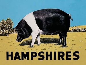 Hampshires by Anonymous - Art Print