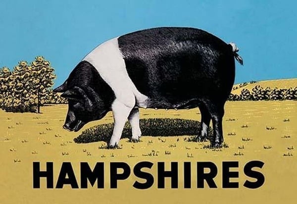 Hampshires by Anonymous - Art Print
