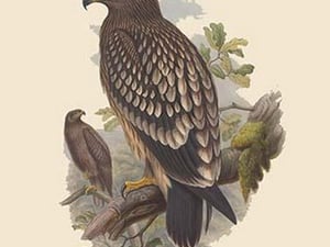 Aquila Naevia - Spotted Eagle by John Gould - Art Print