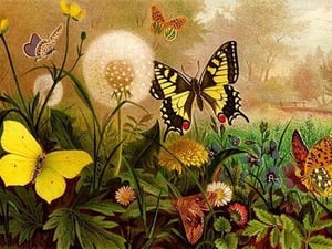 Butterflies by Friedrich Wilhelm Kuhnert #2 - Art Print